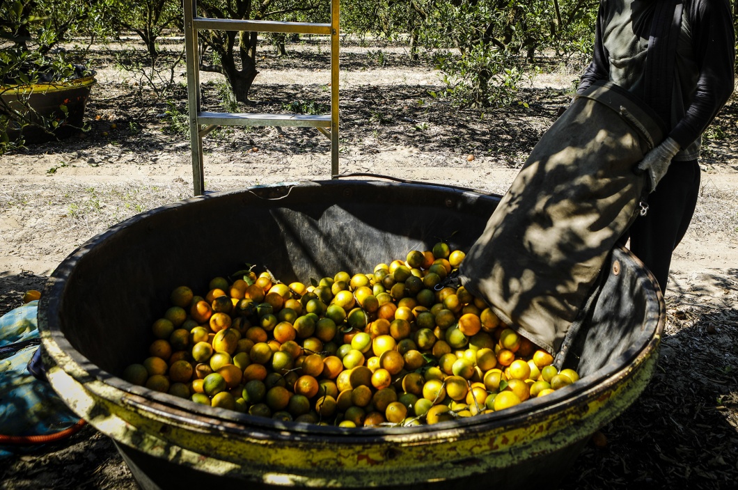 Florida’s HurricaneHit Orange Crop Means Juice Shortage to Worsen