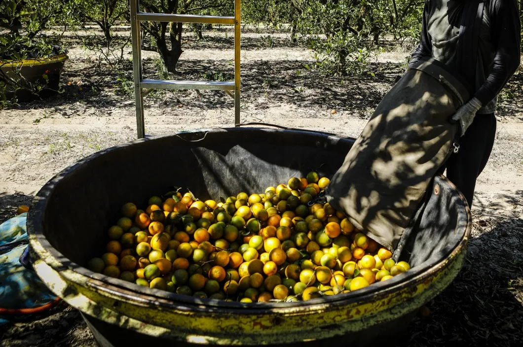 A worker unloads oranges into a basket during a harvest in Avon Park, Florida.&nbsp;