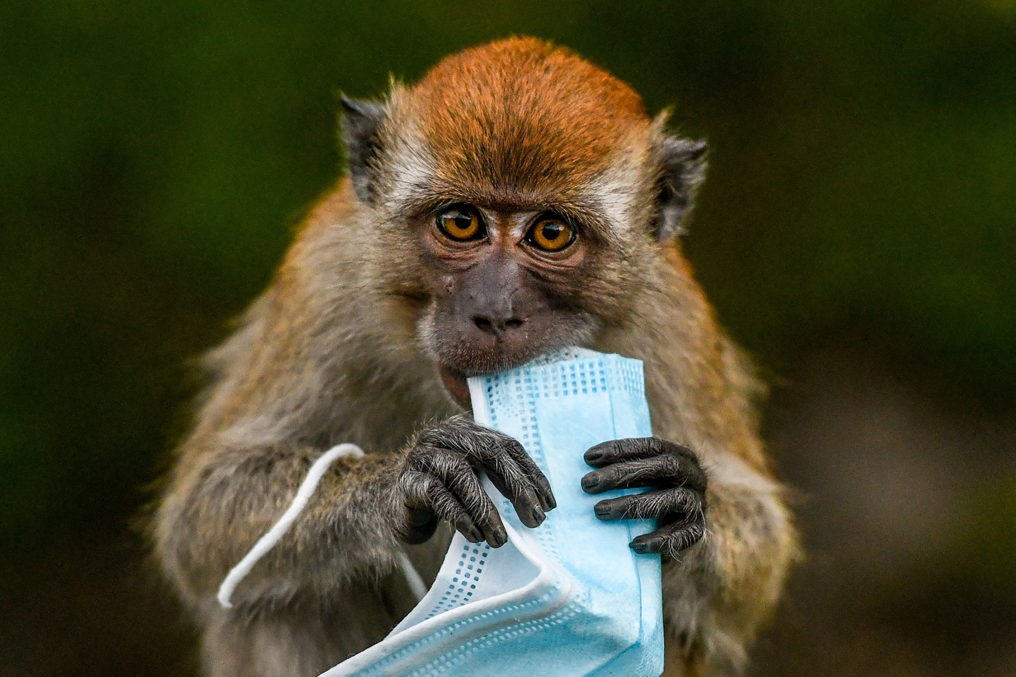 A Natural Disaster Made Monkeys Age Faster
