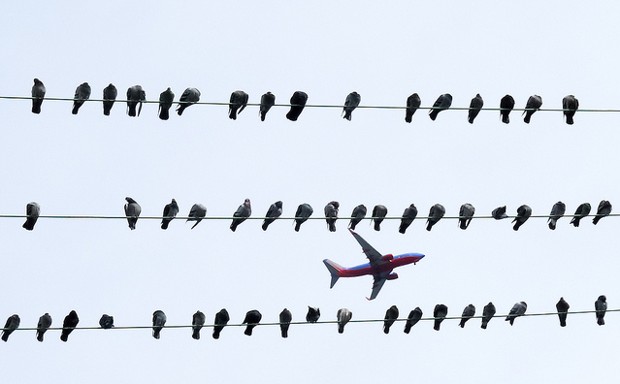 Birds hanging out near an airport in Seattle, Washington.