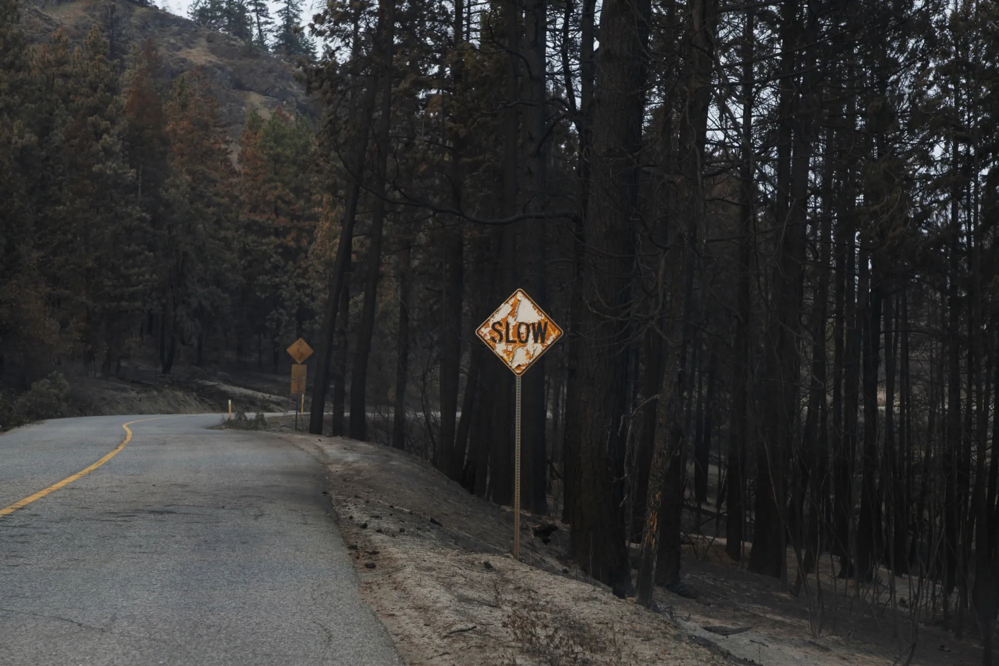 Burned trees beside a road during the McDougall Creek wildfire in West Kelowna, British Columbia last month.
