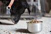 Blue Buffalo Pet Products Ahead Of Earnings Figures 