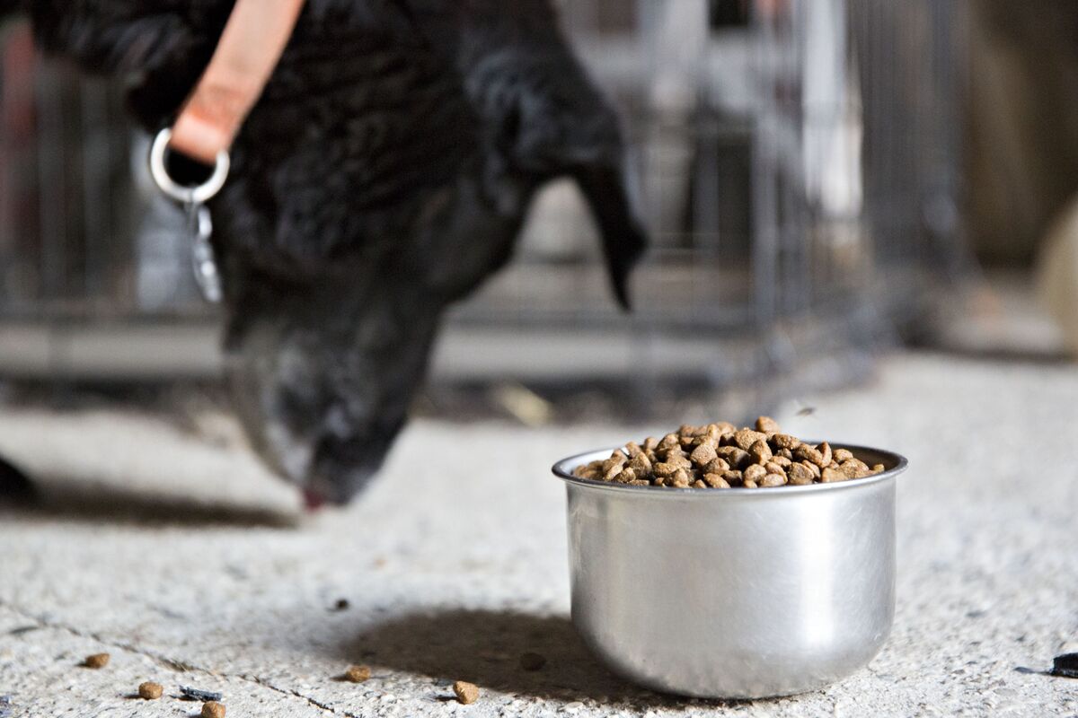 Dog food linked to deadly disease best sale