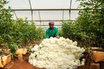 A worker piles up roses at a flower farm in Kiambu County, Kenya, on March 24
