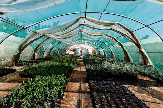 A nursery in the south of Amman grows rare native plants, providing Deema Assaf with the seedlings for the mini-forests