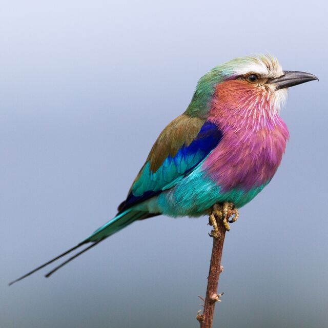Walking Safari in Botswana