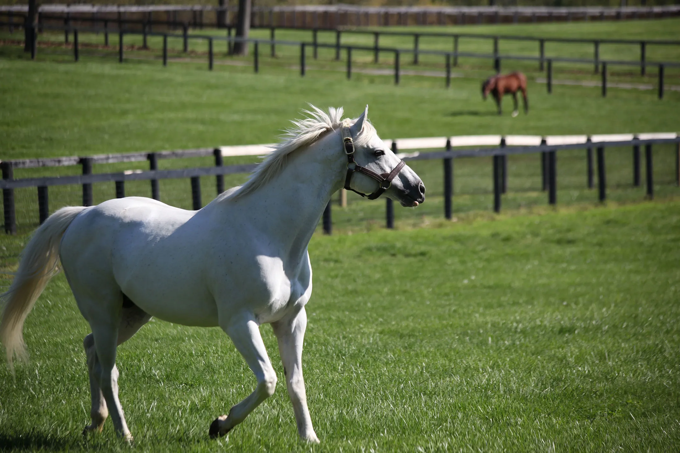 Tapit’s total value is estimated at about $120 million.
