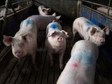 Germany’s Pig Herd Shrinks by a Fifth in Just Two Years