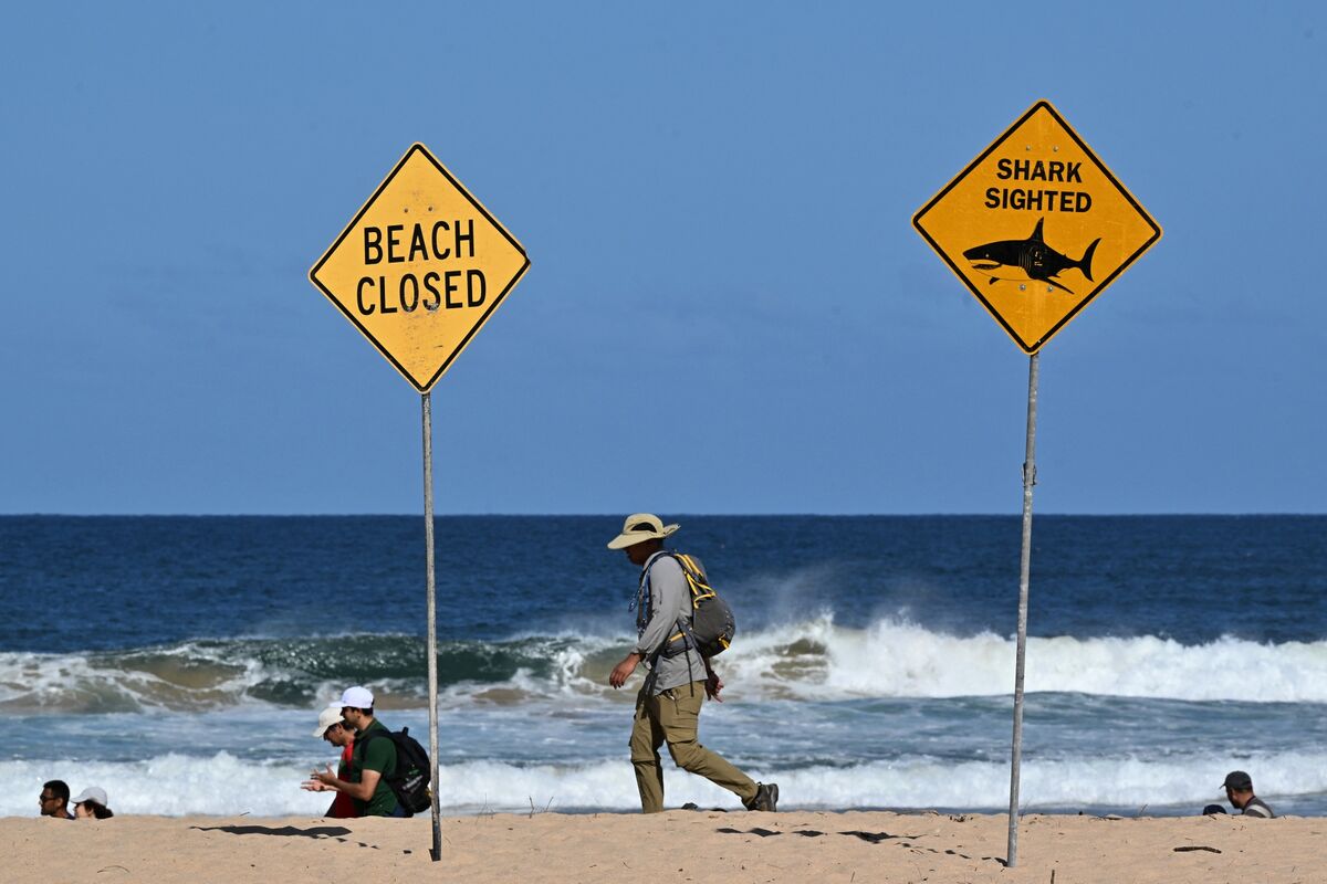 
                            Dozens of Sydney Beaches Closed After Shark Attacks