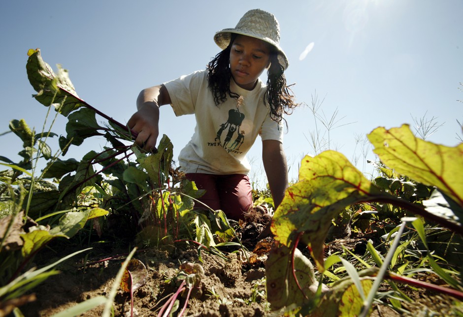 Amirah Mitchell, 14, harvests beets on a suburban Boston farm. 