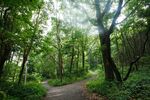 The cross-country running course at Van Cortlandt Park in the Bronx. Van Cortlandt is New York City’s third-largest park, with more than 600 acres of forest.