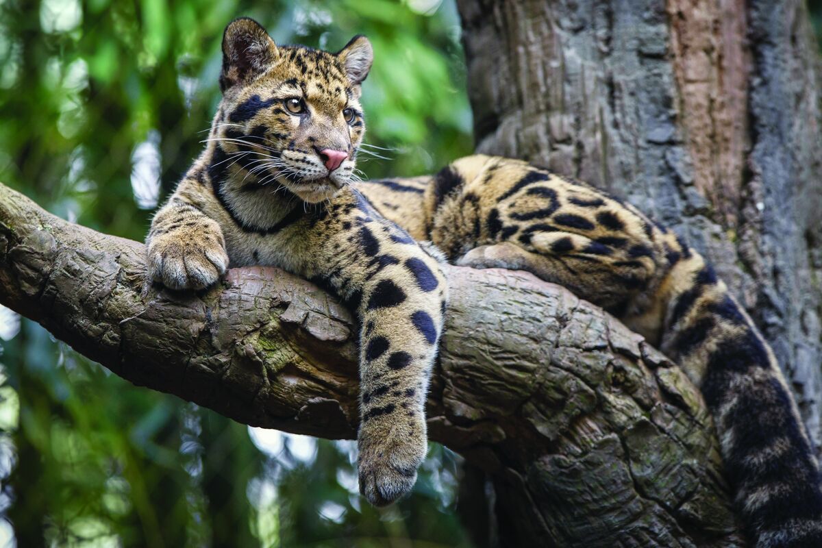 Data Centers Have a New Adversary: Tigers and Leopards at a Zoo