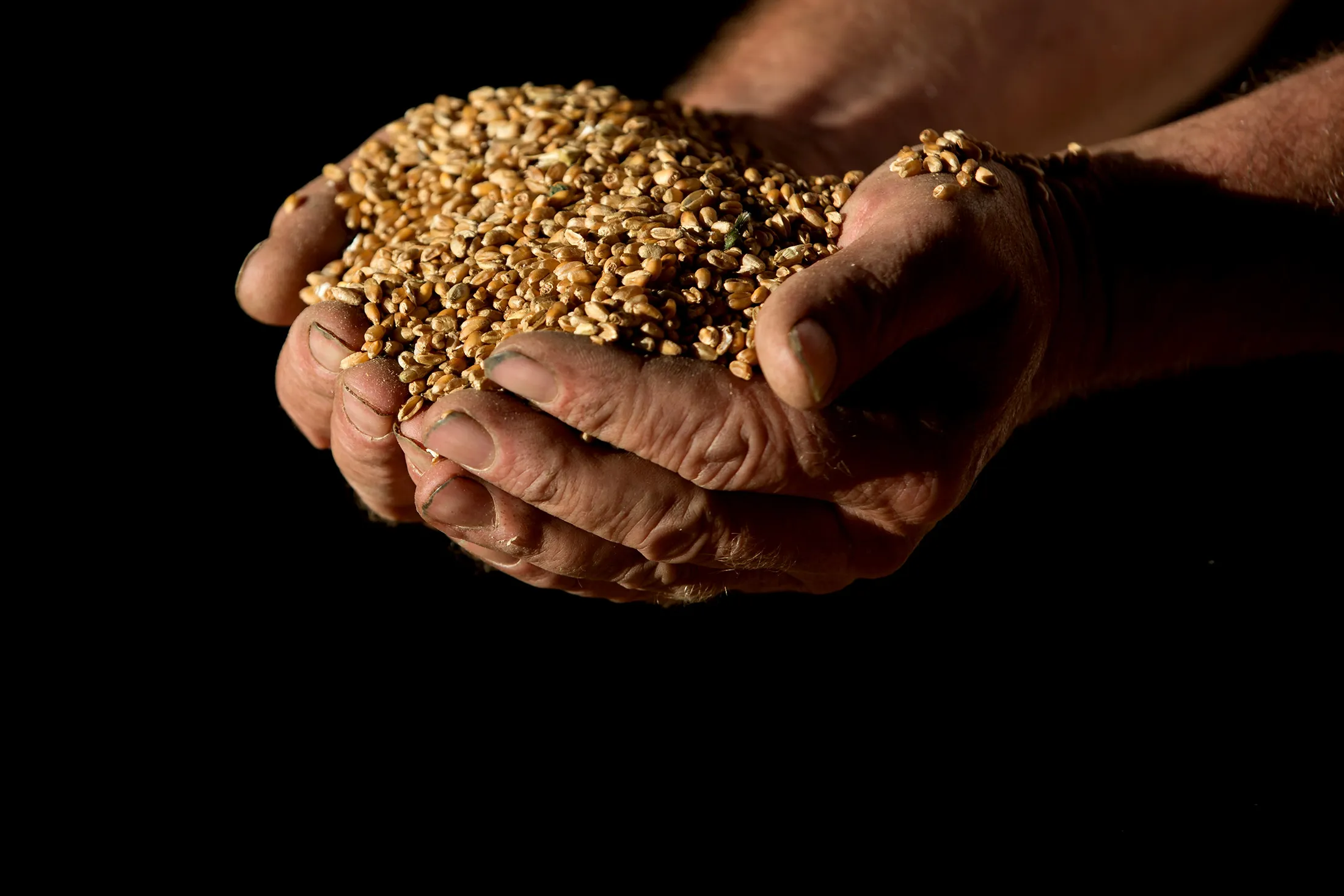 A farmer holds grains of Crusoe wheat after harvesting at Bentley Hall Farm in this arranged photograph in Wickford, U.K., on Monday, Aug. 15, 2016. U.K. wheat and barley exports are set to beat government forecasts for the season that ended in June as a weaker pound and higher corn prices make the country's overseas sales of the grains more competitive.

