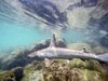 A baby hammerhead shark swims along the coast of Santa Cruz Island in Galapagos, Ecuador.