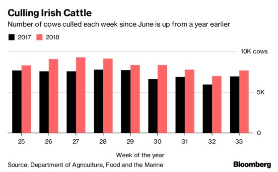 Europe's Scorching Summer Has Caused a Crisis for Dairy Farmers