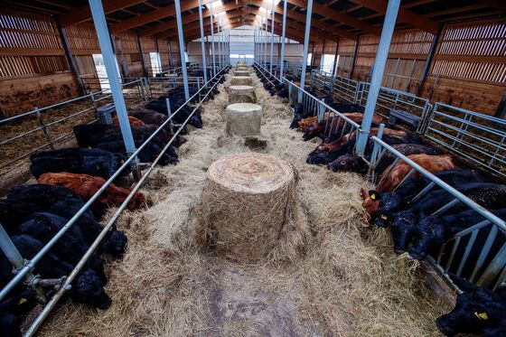 Farmers Are Panic-Buying to Keep America’s 95 Million Cows Fed