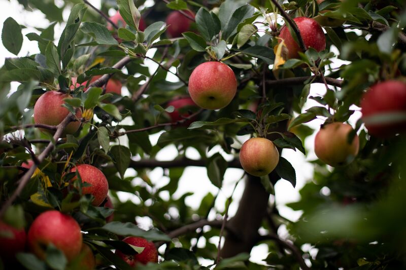Gala apples on a tree at an orchard in Britton, Michigan, U.S.
