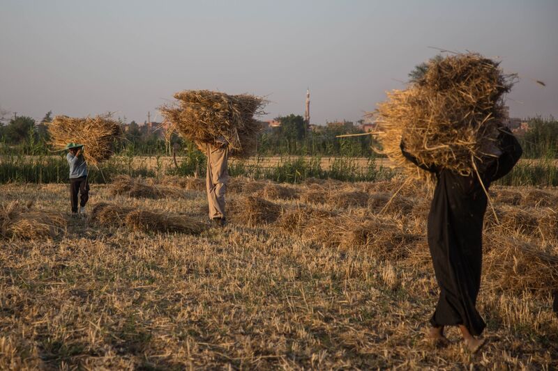 Урожай египетской пшеницы и зерна на фоне перебоев с поставками в Украину