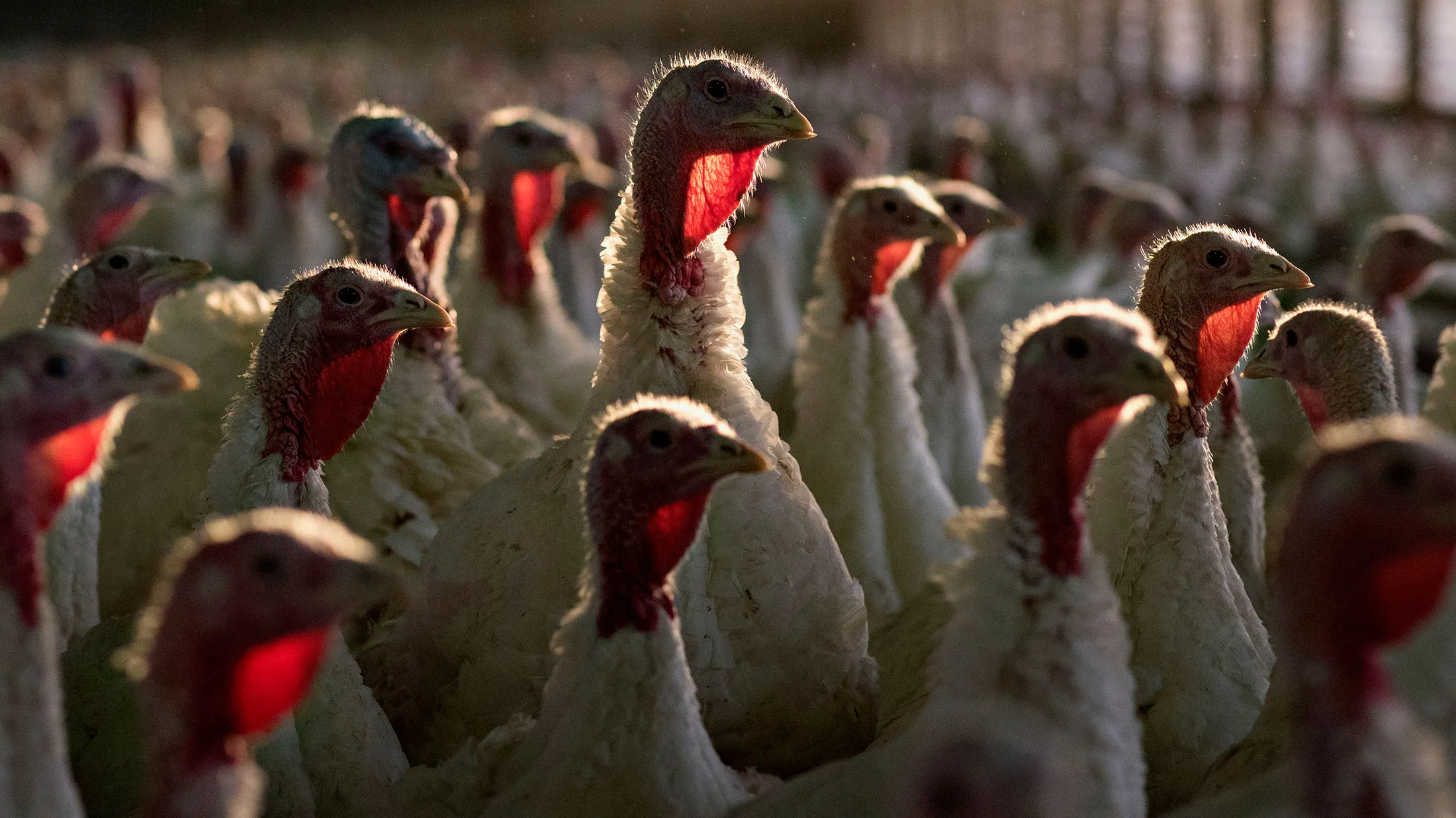 Turkeys at a farm in Illinois.
