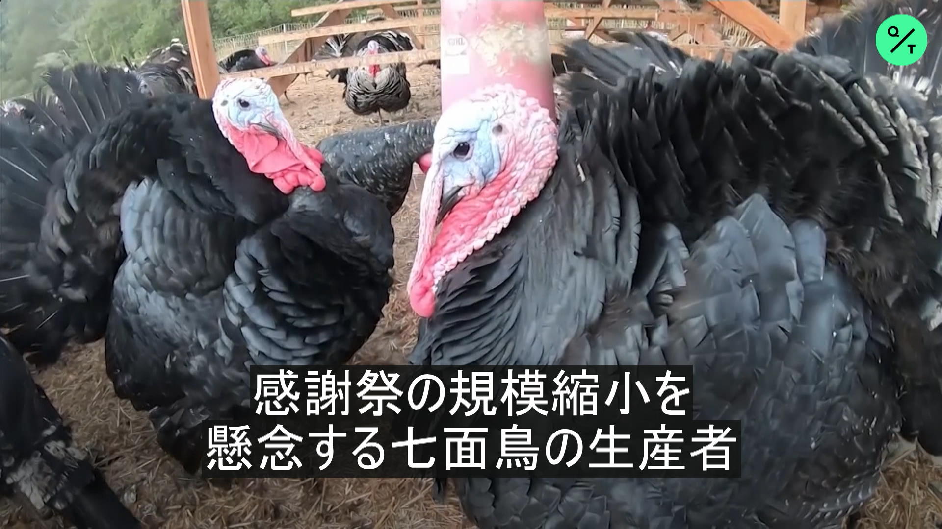 七面鳥の売れ行きに懸念 感謝祭の規模縮小で Bloomberg