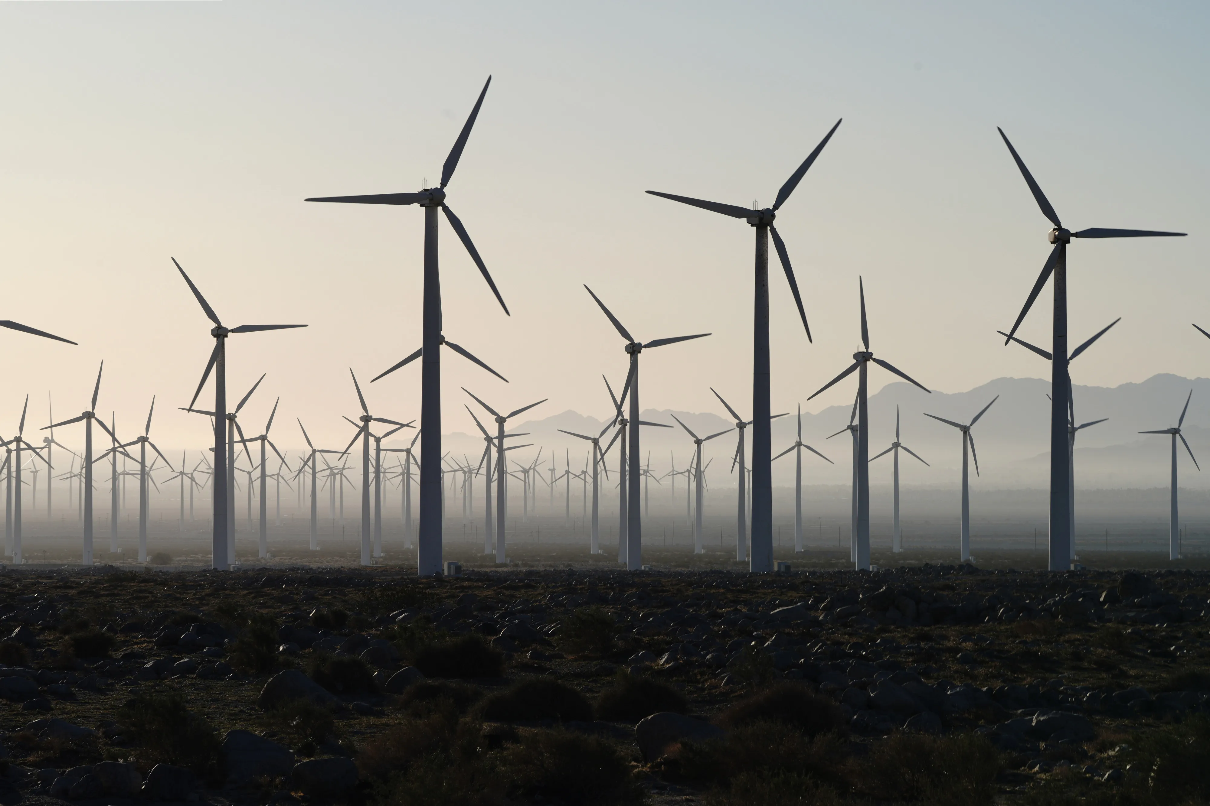 A wind farm in Whitewater, California.