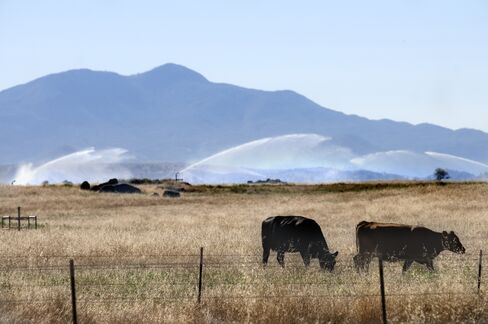 Cattle Disappearing Amid Drought Signals Beef Rally