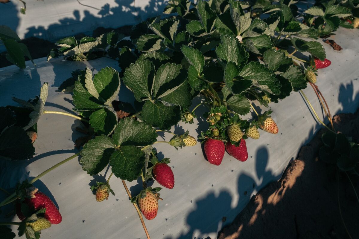 Organic Strawberries Hepatitis Us Canada Regulators Probe Potential Link Bloomberg