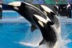 London Eye Owner Sets Its Sights on SeaWorld