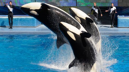 Trainers work with killer whales Trua, front, Kayla, center, and Nalani during the Believe show in Shamu Stadium at the SeaWorld Orlando theme park in Florida on March 7, 2011.