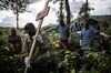 Health workers carry a coffin containing a victim of Ebola virus on May 16, 2019 in Butembo, Democratic Republic of Congo..
