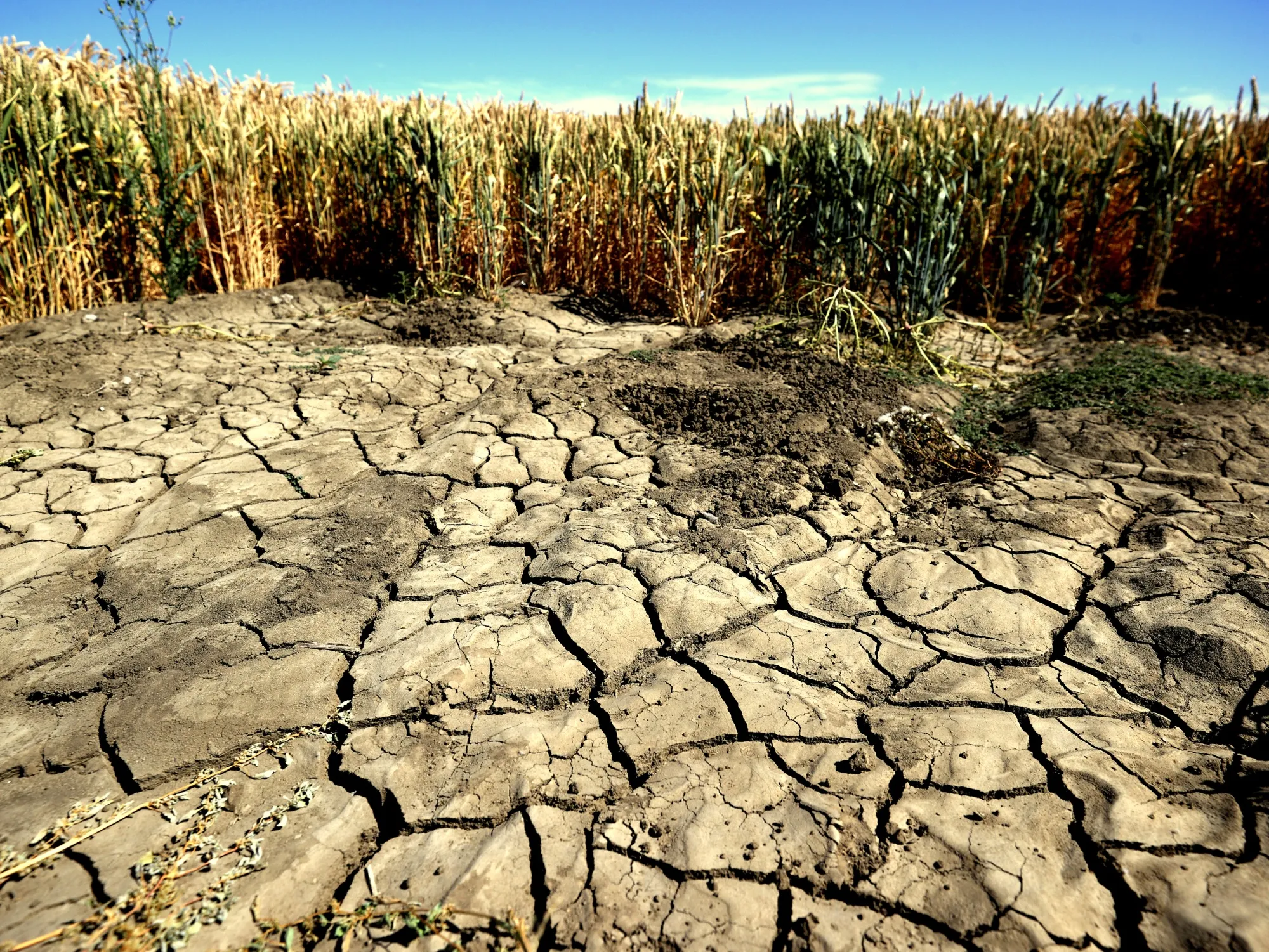 Droughts will get more frequent, more severe, and happen in more places.
