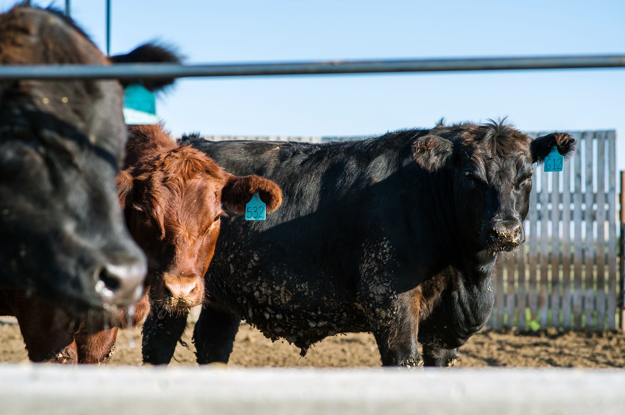 As Trump Eyes Foreign Cattle, Ranchers Say Real Threat Is Beef