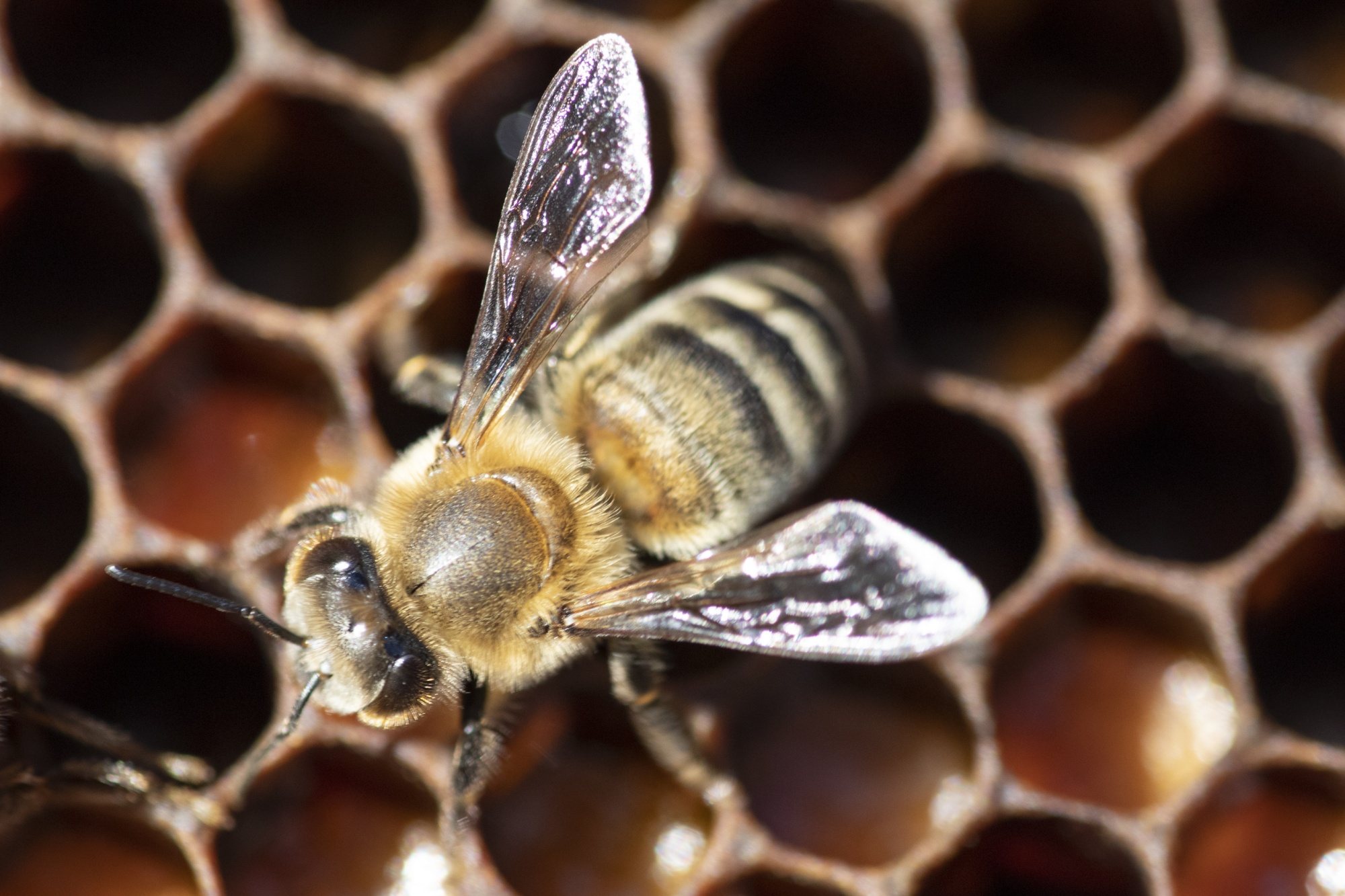 Les abeilles sont des pollinisateurs essentiels qui assurent la reproduction de milliers d'espèces de plantes sauvages.