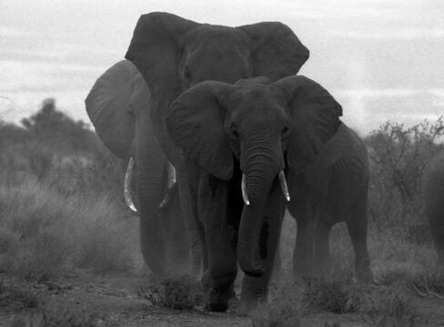 Three Bull Elephants