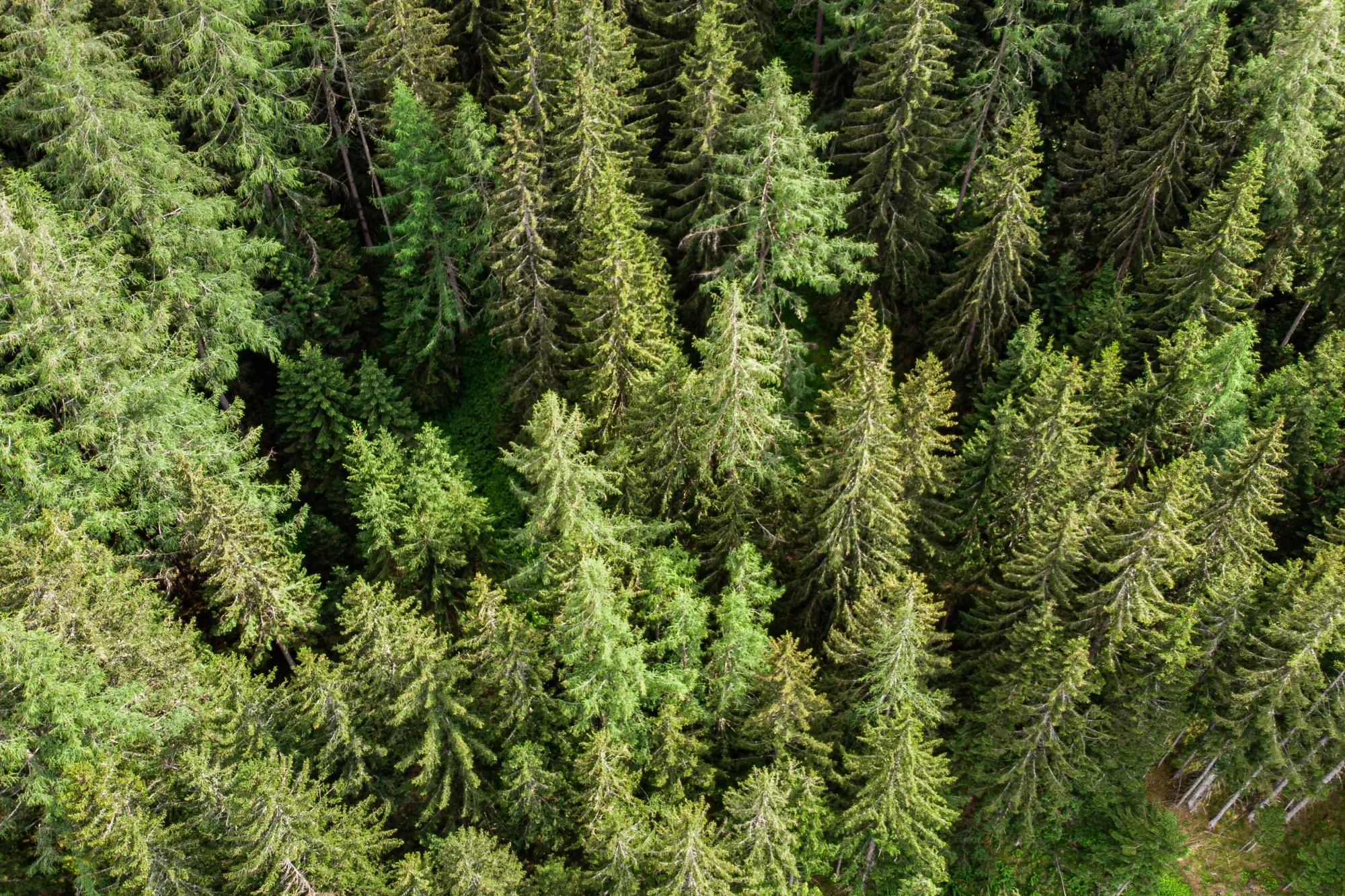 Silicon Valley Falls for European Climate Tech Made of Timber 