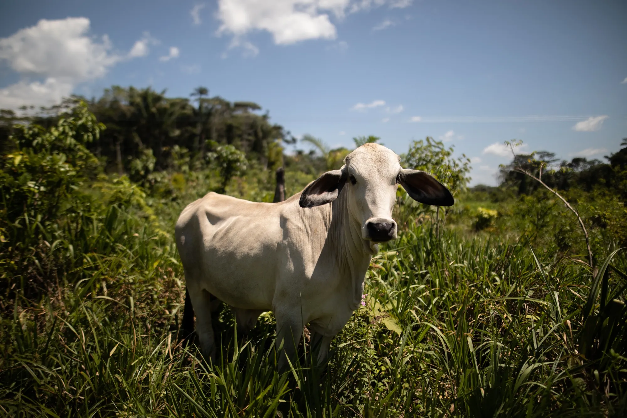 “Land-use emissions” account for about 25% of global greenhouse gas emissions&nbsp;and mostly occur in poorer countries that export food to the United States, Europe, China.