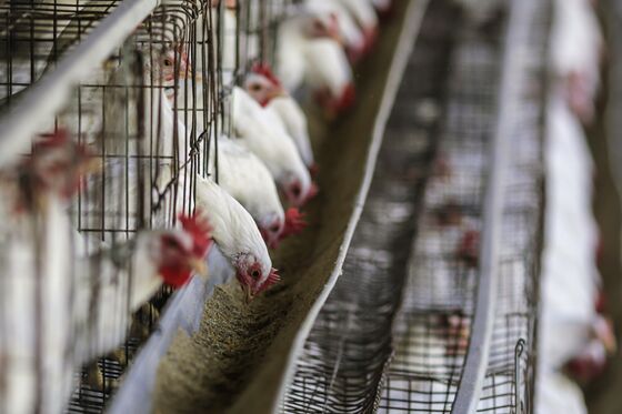Poultry Farmers in India Seek $2.7 Billion After Virus Scare