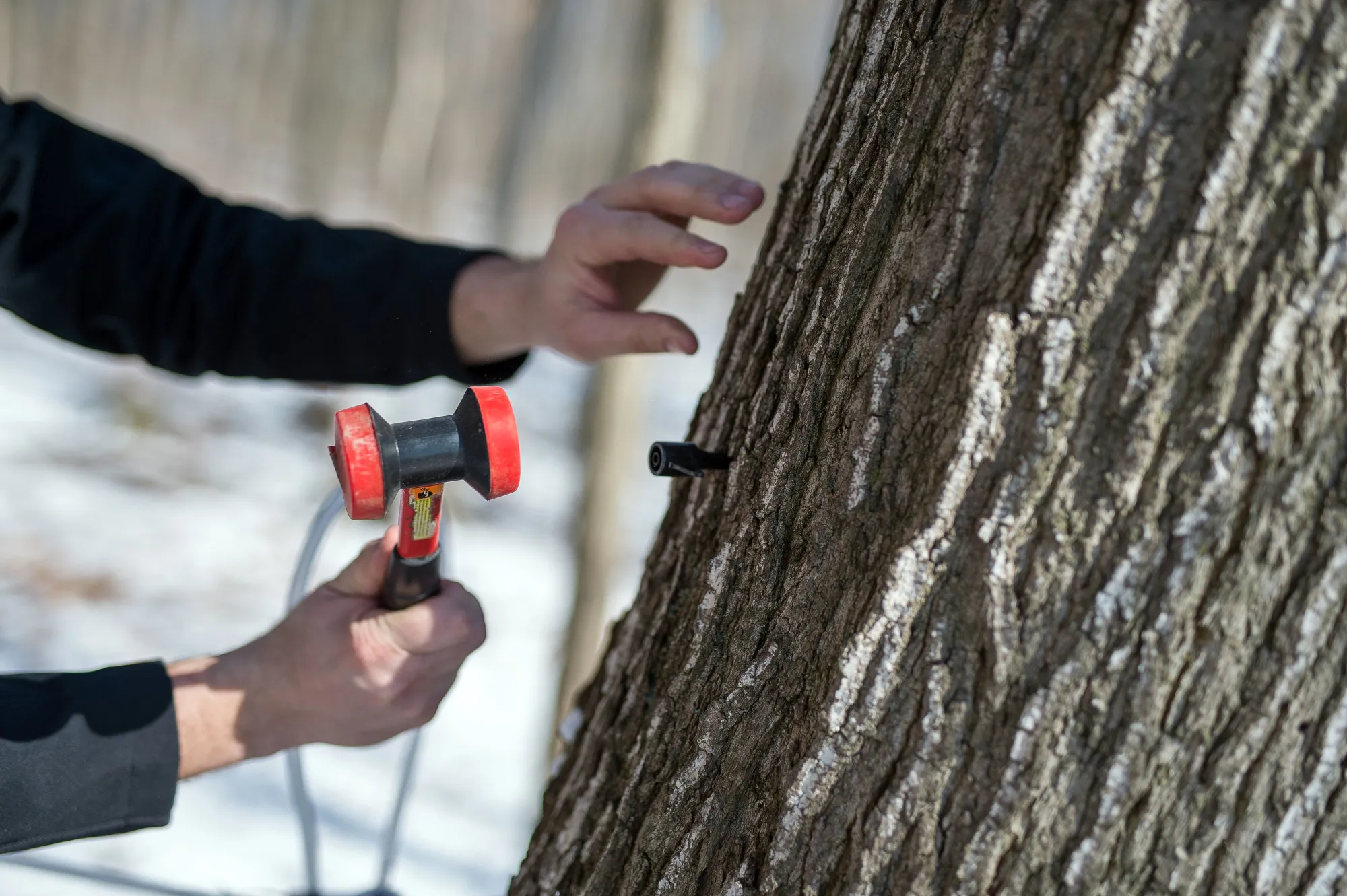 A worker taps a maple tree for sap in Canada.