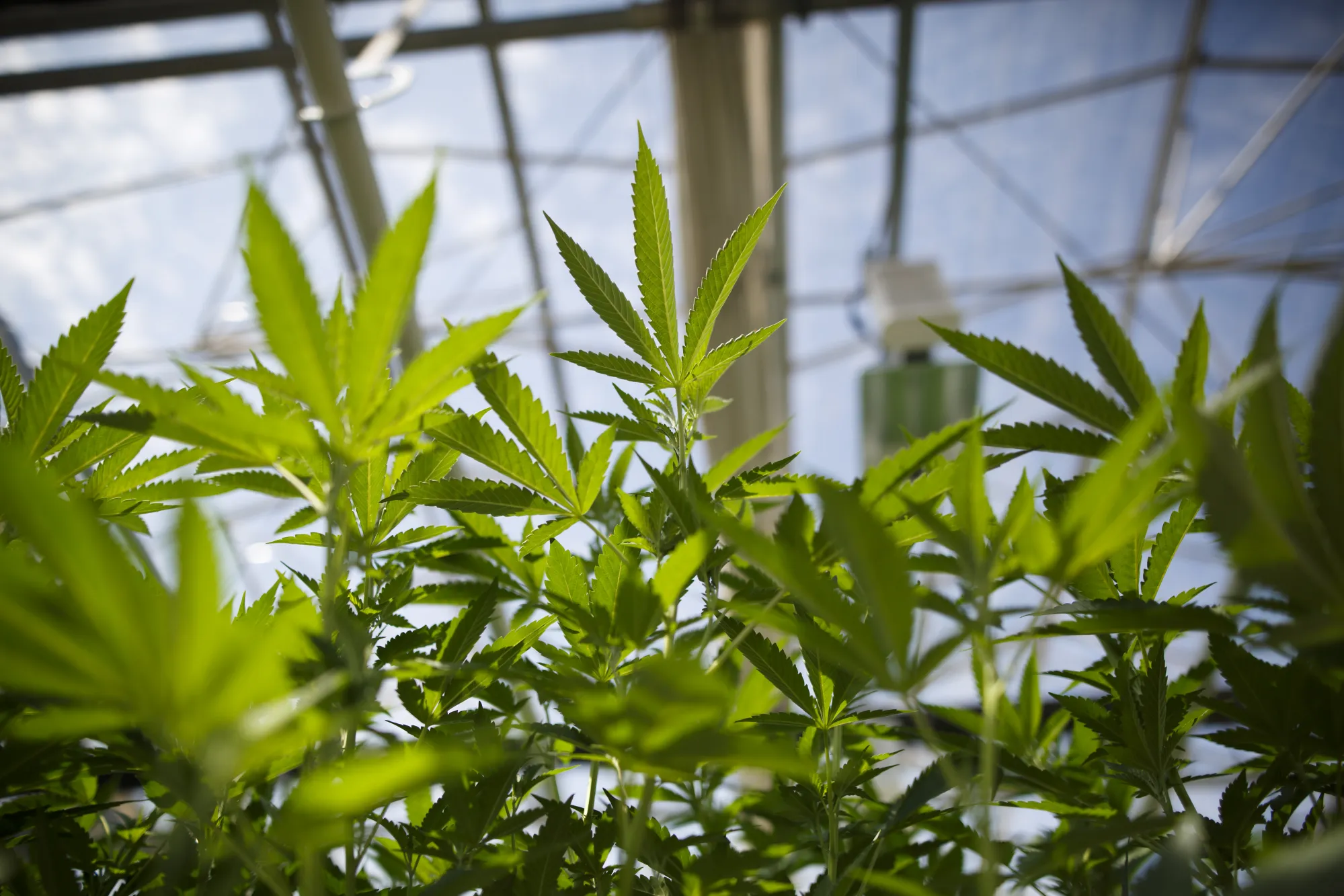 Inside CannTrust Holdings Inc. Niagara Perpetual Harvest Greenhouse As Big Money Tests Marijuana Waters