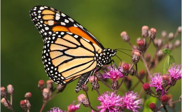 Tracking This Year's Dismally Small Monarch Migration - Bloomberg