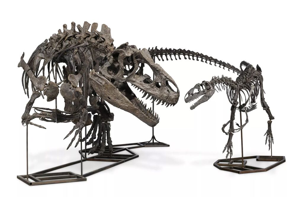 マネロン容疑者から恐竜の完全な全身化石3体、英国の警察が押収