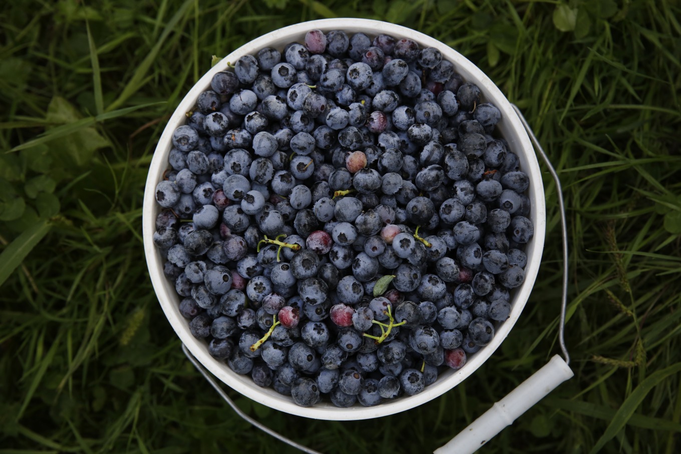 A bucket of blueberries.