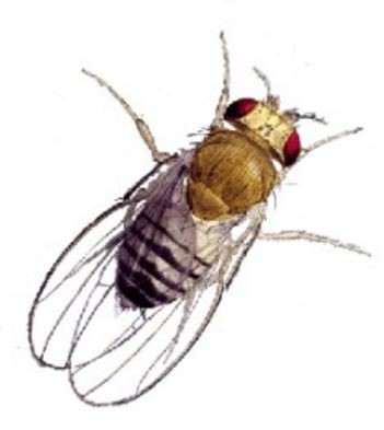 California Battling Invasive Insect With Sterile Fruit Flies