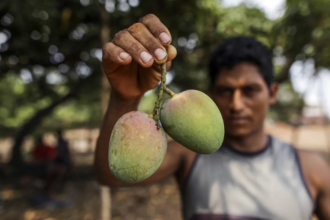 A farm worker holds Alphonso mangoes during a harvest in Ratnagiri in Maharashtra state.