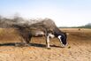There Is No Quick Fix for High Beef Prices