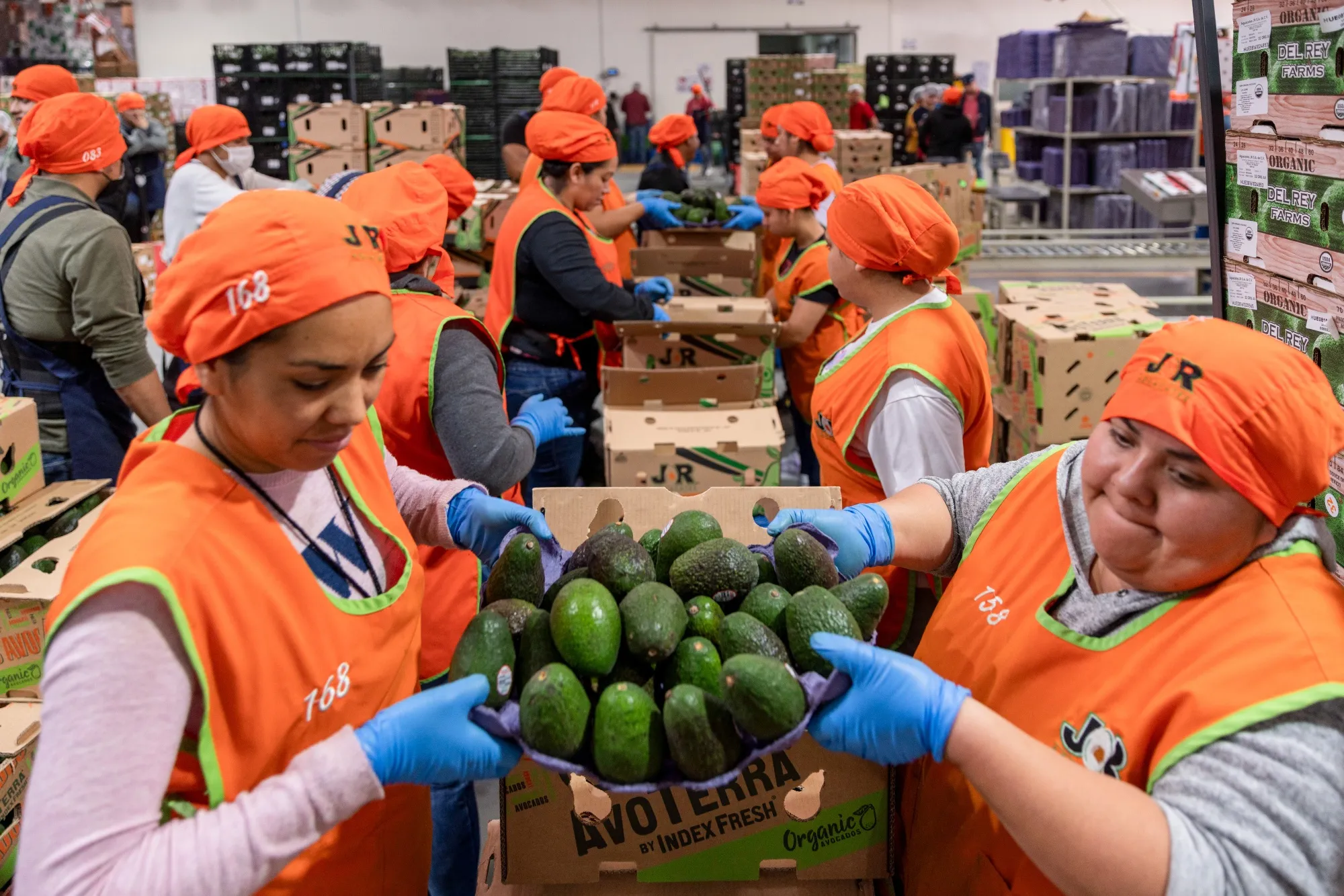 Workers at an avocado packaging facility in Uruapan, Michoacan state, Mexico.