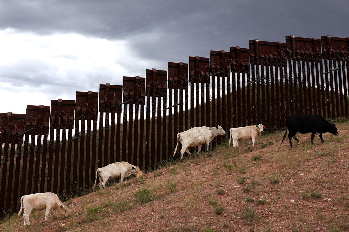 Screwworms Crossing to the US Threaten to Prolong Pain for Ranchers in Mexico