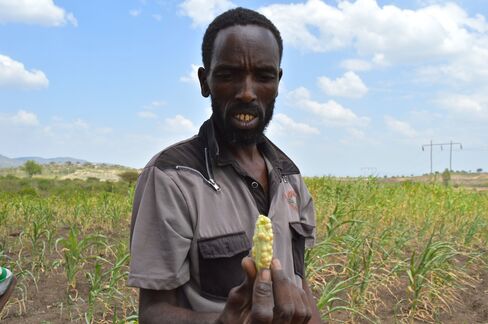 Abdulla Ayube Uso inspects maize in Eastern Oromia.
