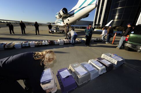 Dogs in Crates at an Airport
