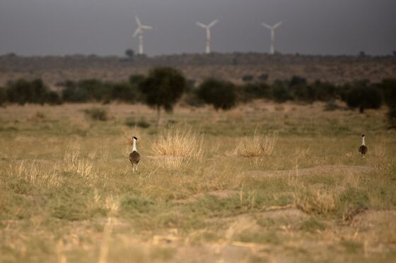 Giant Bird With Bad Eyesight Poses Dilemma for India’s Green Goals